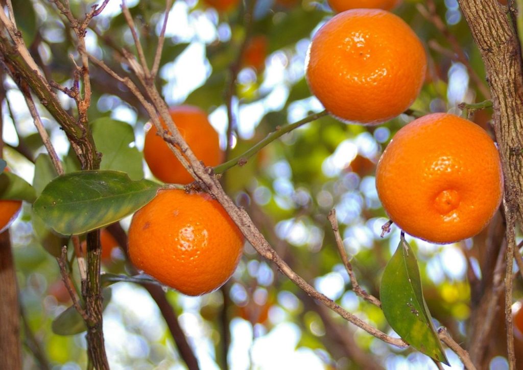 calamondin fruit