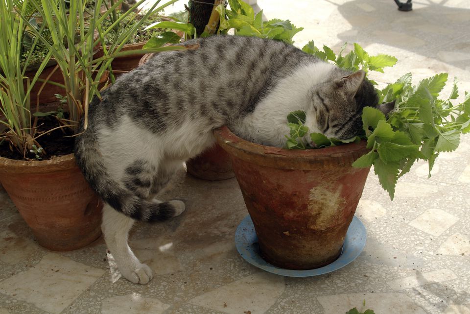 cat with catnip