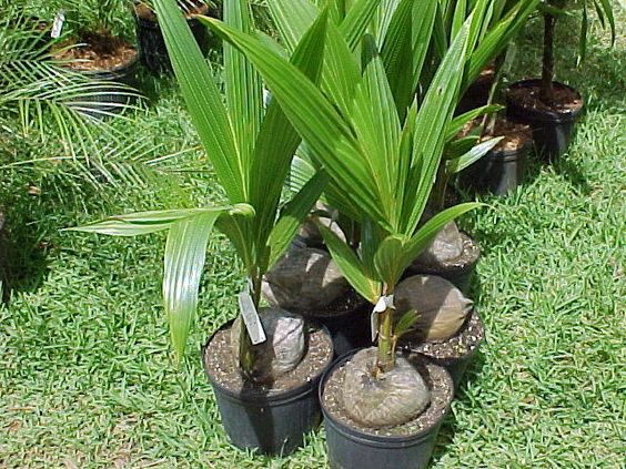 coconut trees in pot