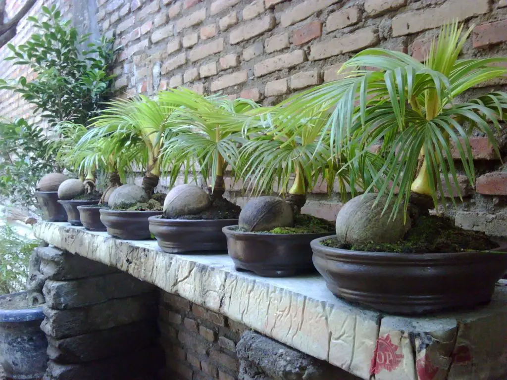coconuts in pots