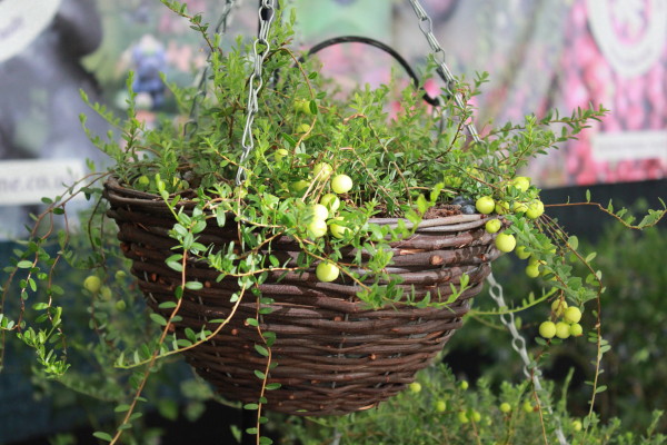 cranberries in basket