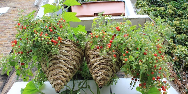 cranberries in pots