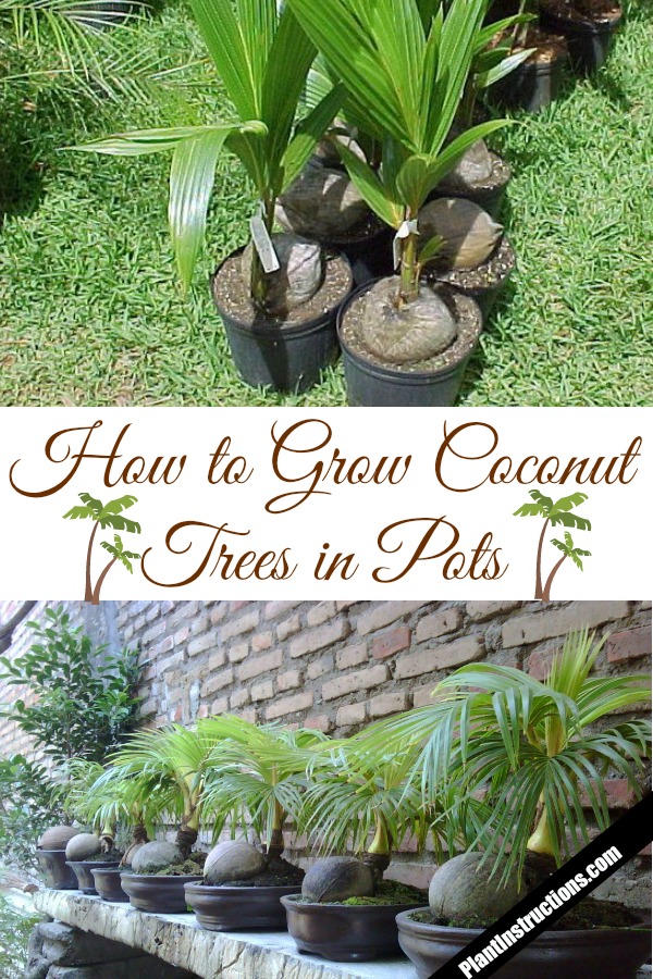 grow coconut trees in pots