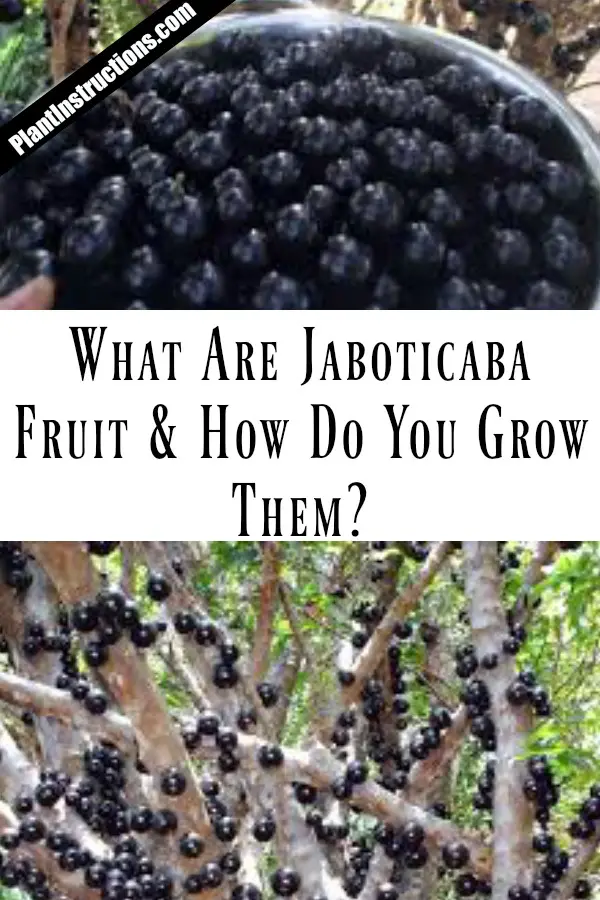 grow jaboticaba trees