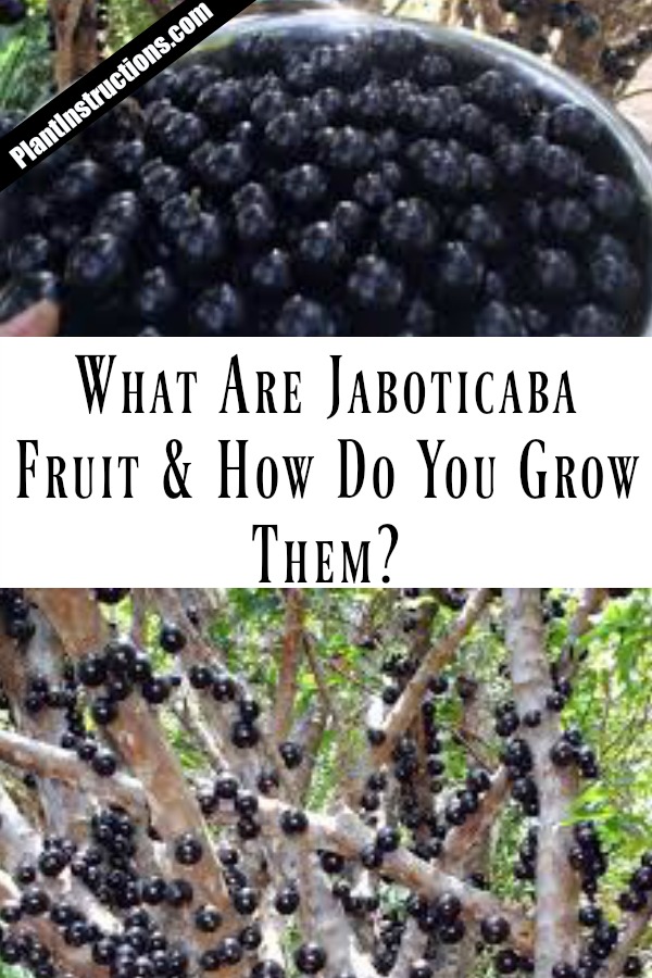 grow jaboticaba trees