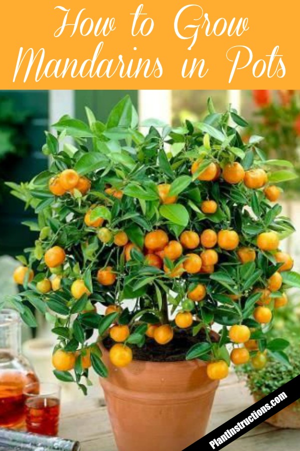 grow mandarins in pots