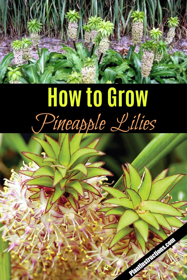 grow pineapple lilies