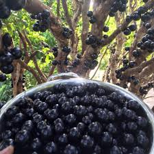 jaboticaba fruit