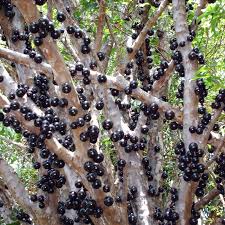 jaboticaba tree