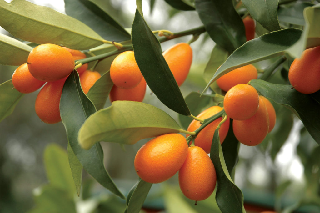 Kumquat Tree