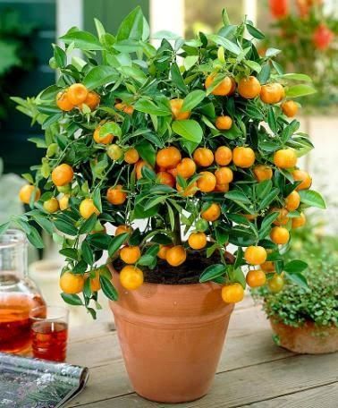 mandarins in pots