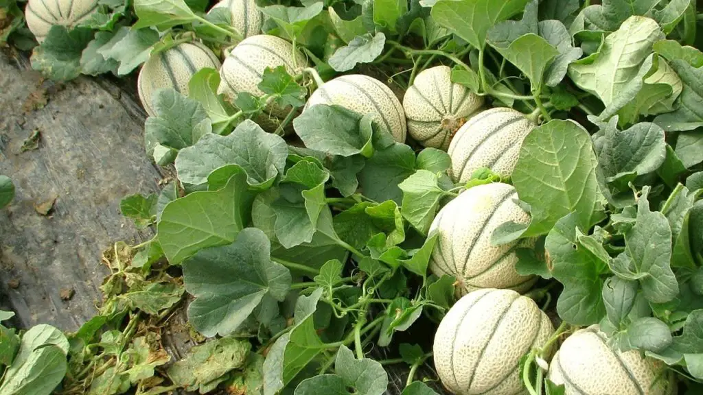 melon harvest