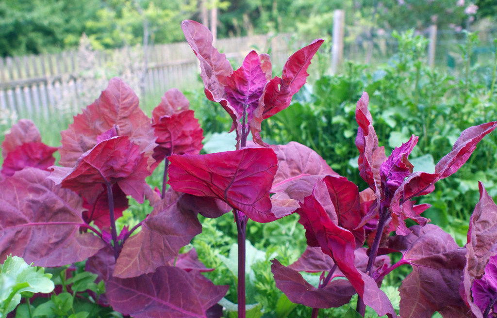 orach spinach