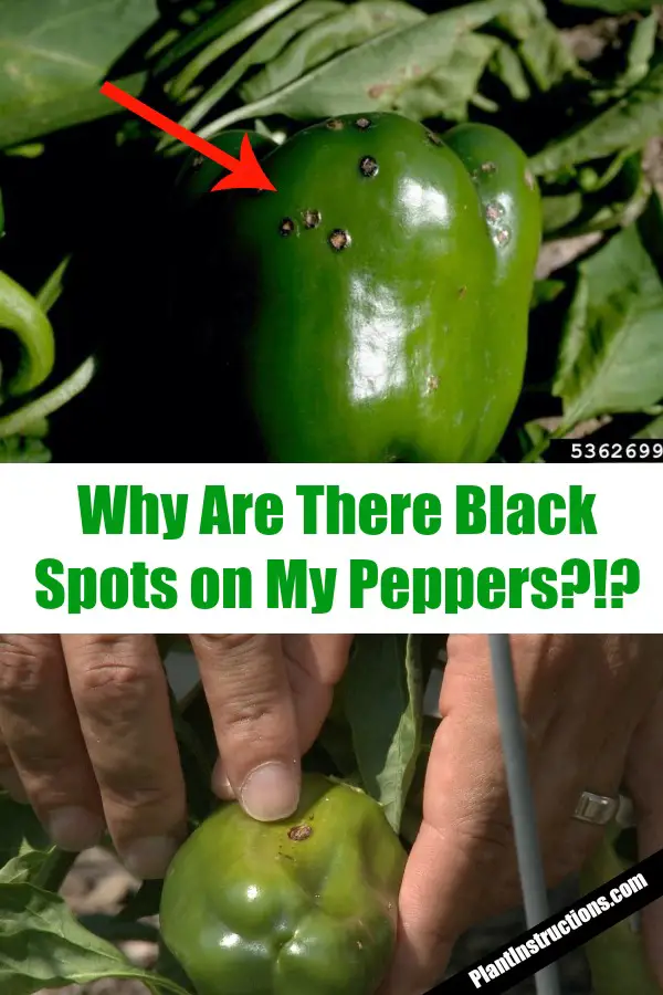 pepper black spot