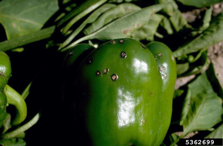 pepper with black spots
