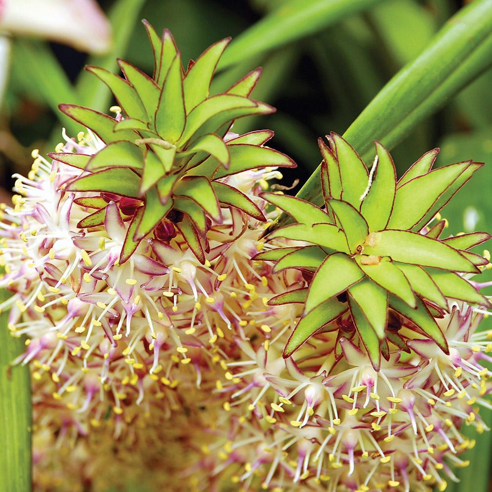 pineapple lilies