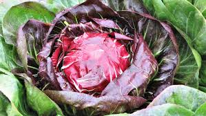 radicchio plant