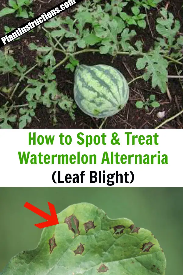 treat leaf blight on watermelon crops