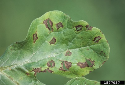 watermelon alternaria