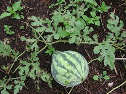 watermelon leaf blight