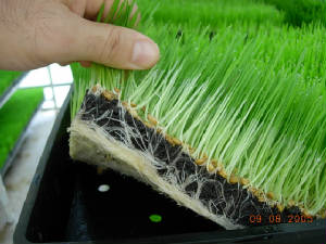 wheatgrass