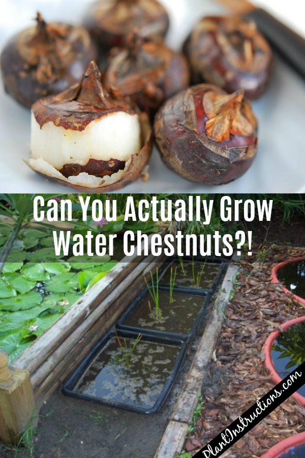 Can You Grow Water Chestnuts