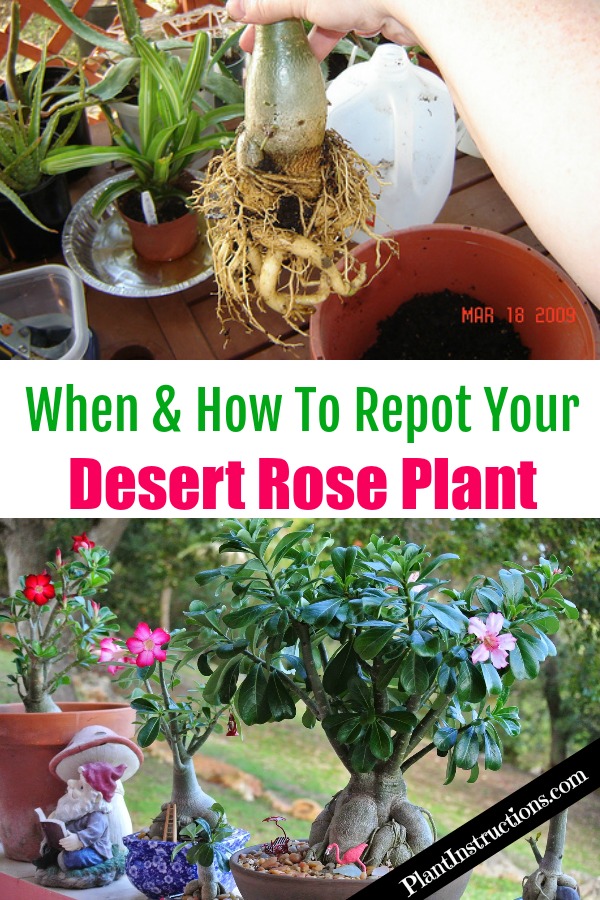 Desert Rose Plant