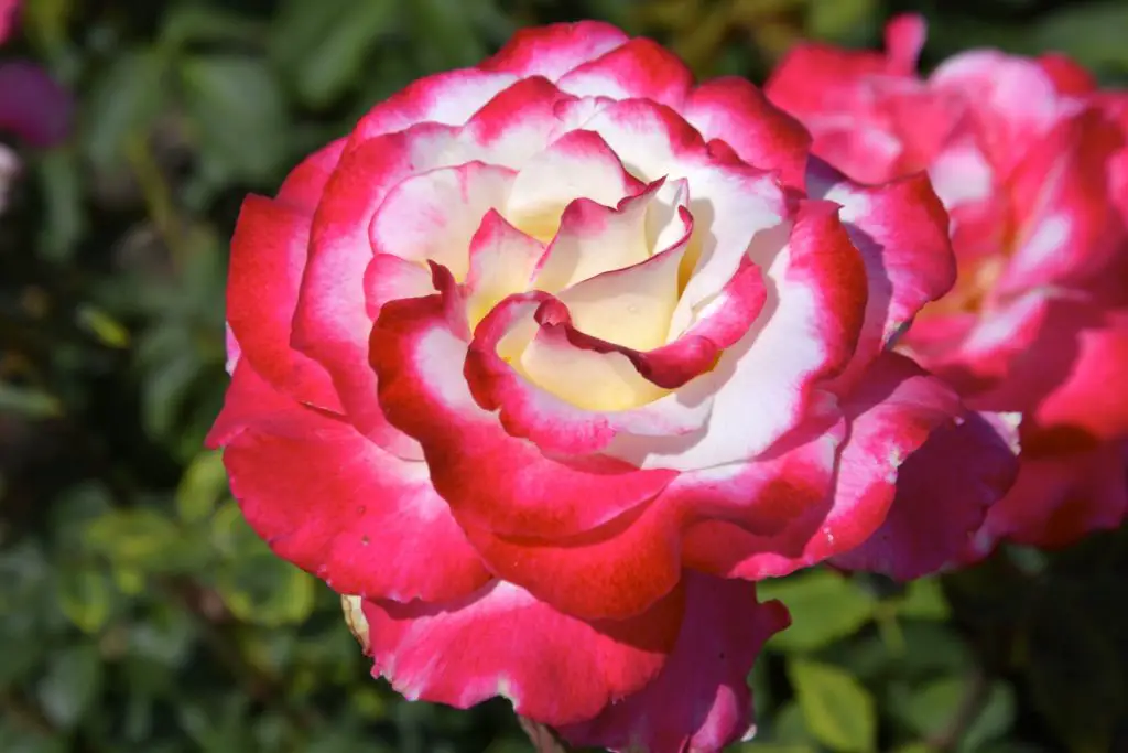 Double Delight roses