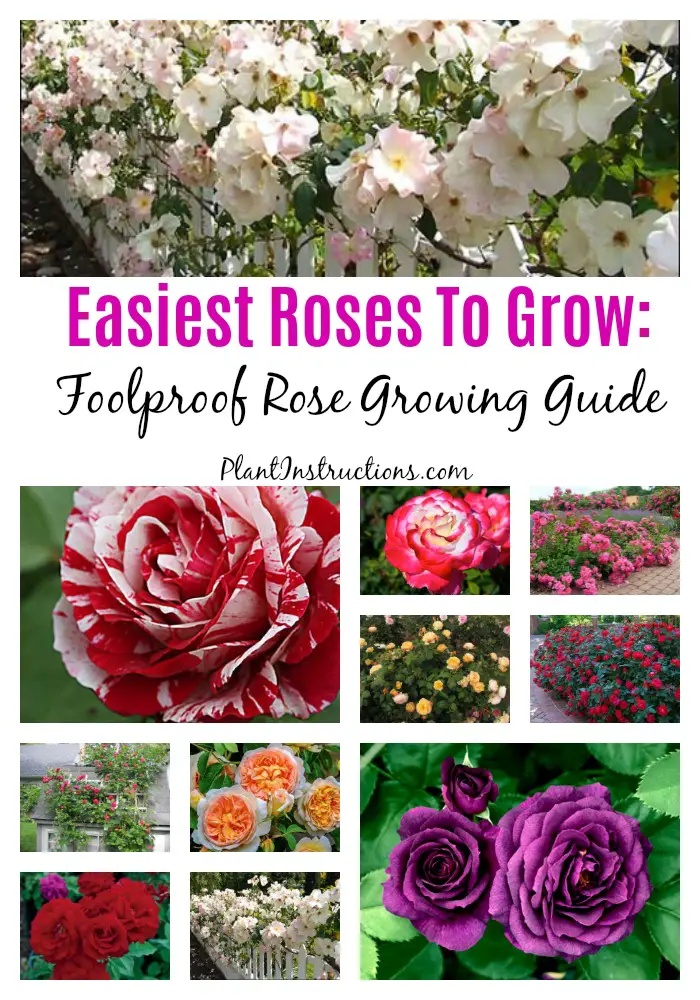 Easiest Roses To Grow