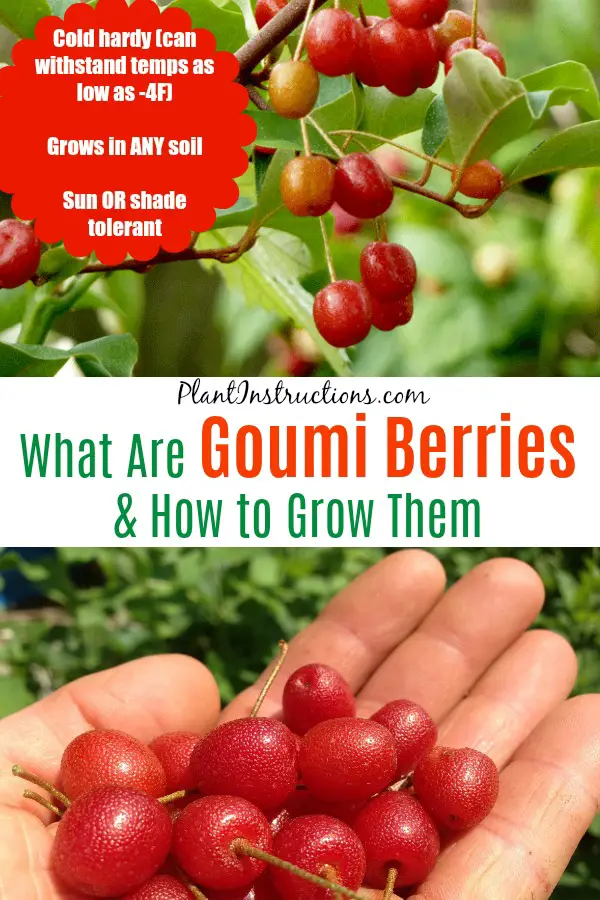 Goumi Berries