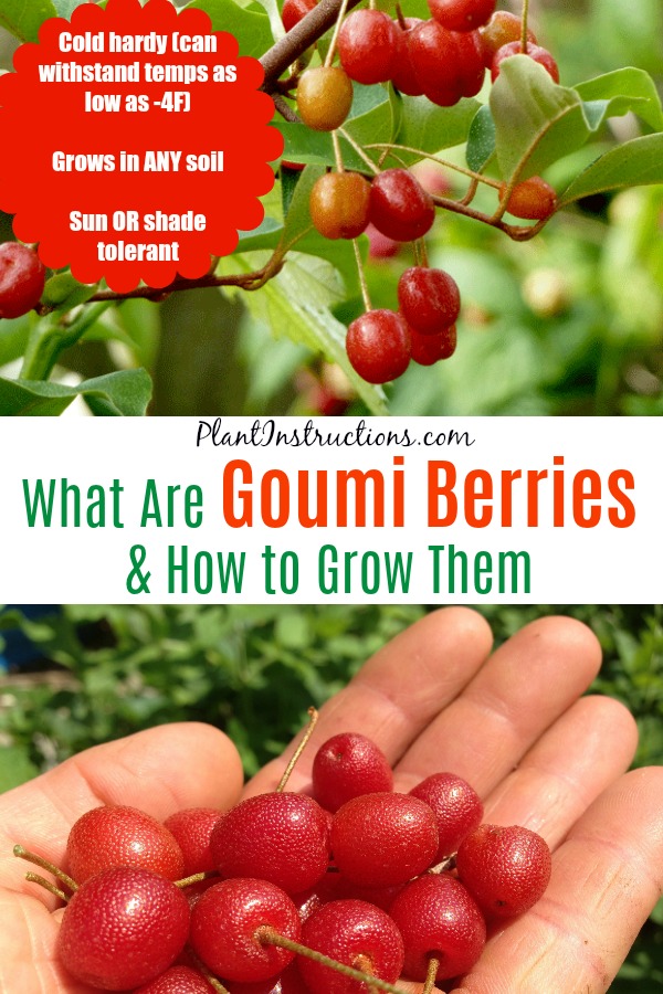 Goumi Berries