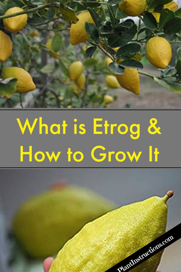 Grow Etrog Citron