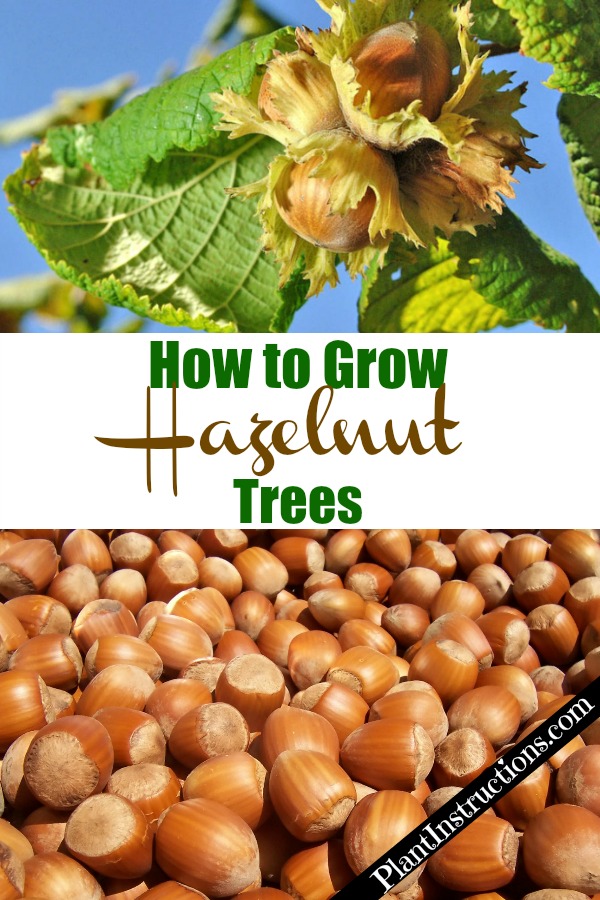 Grow Hazelnut Trees