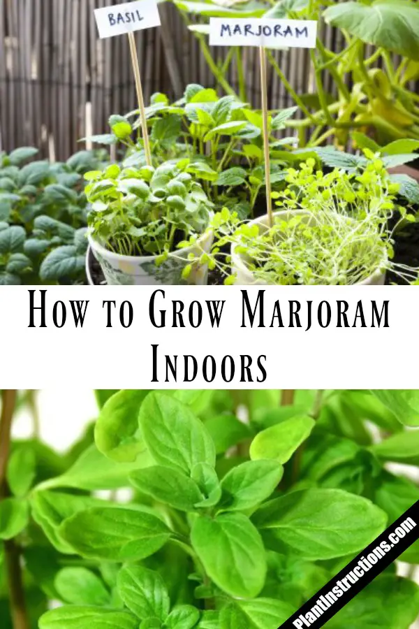 Grow Marjoram Indoors