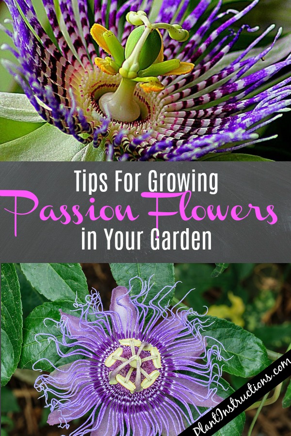 How to Grow Passion Flowers in Your Garden Plant Instructions