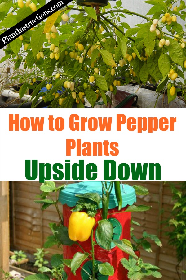 Grow Peppers Upside Down