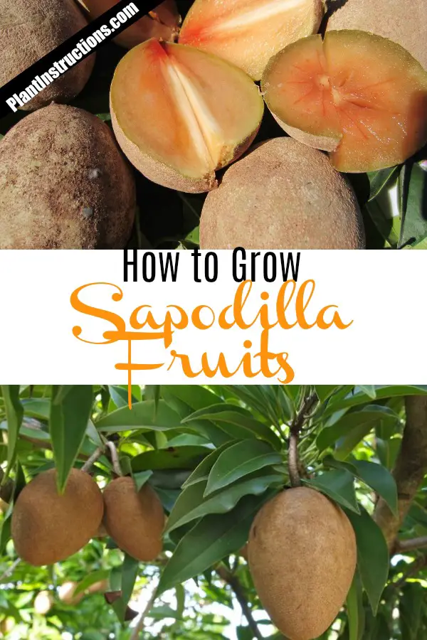 Grow Sapodilla