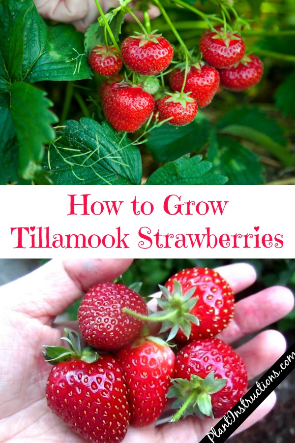 Grow Tillamook Strawberries