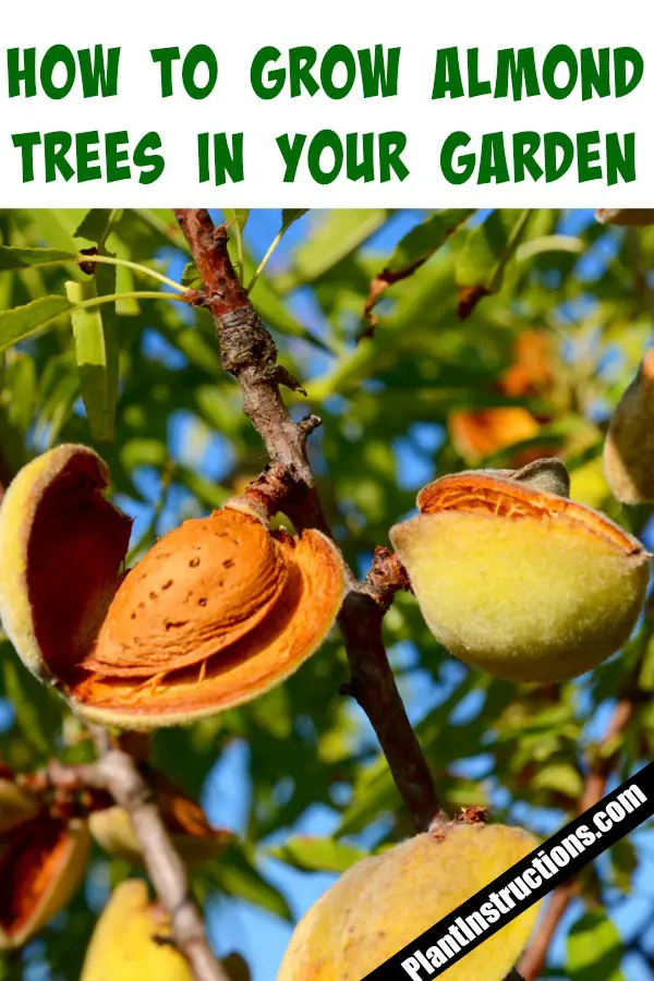 How to Grow Almonds