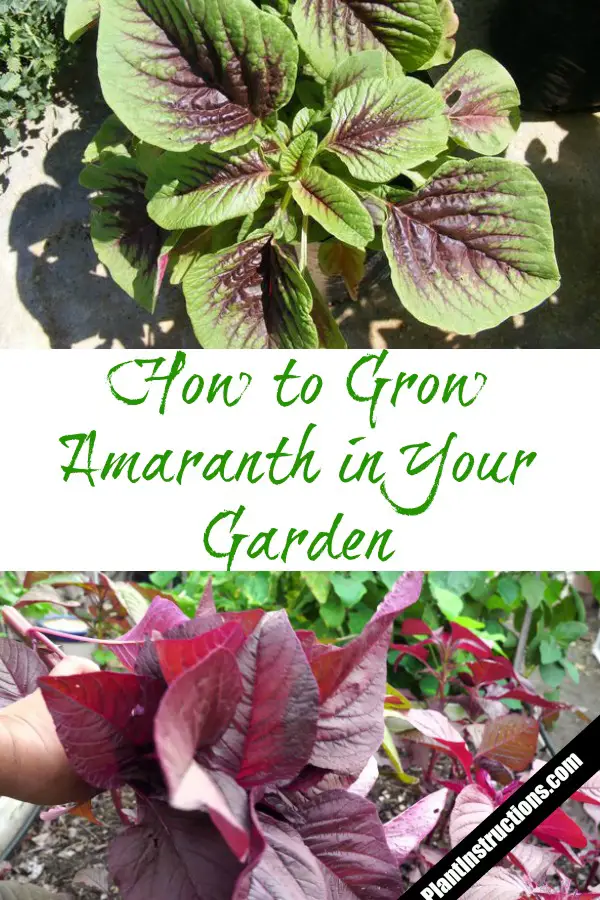 How to Grow Amaranth