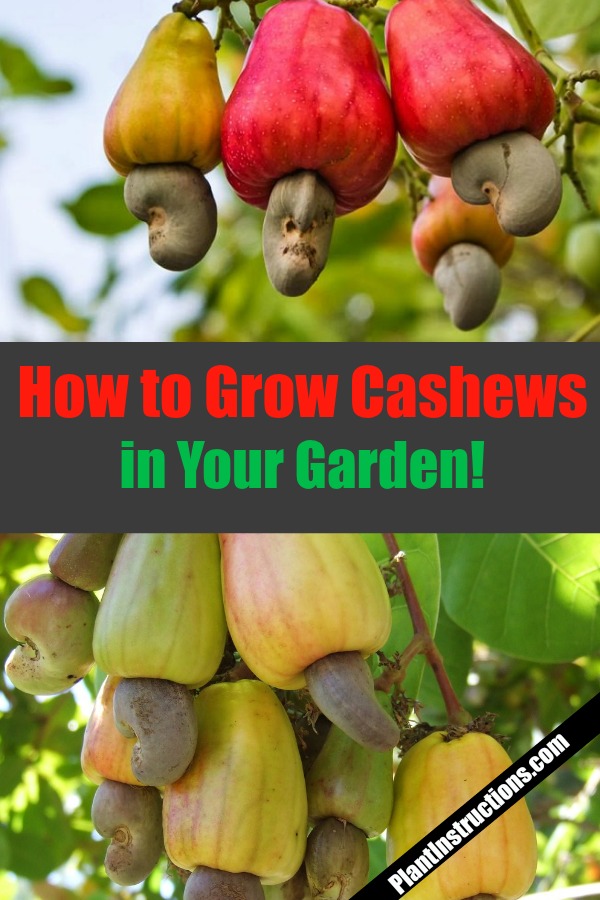 How to Grow Cashew Trees