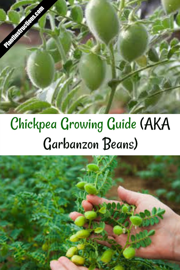 How to Grow Chickpeas