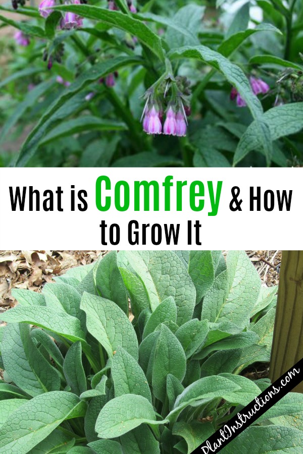 What is Comfrey How to Grow Comfrey & Use It Plant Instructions