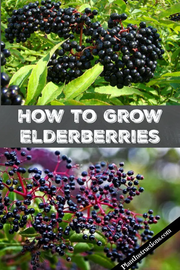 How to Grow Elderberries
