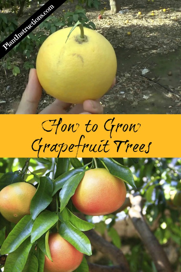 How to Grow Grapefruit Trees