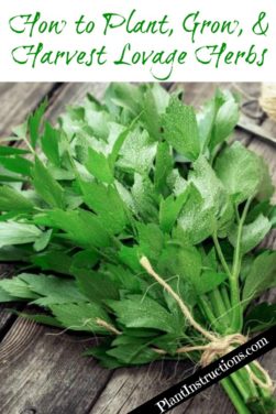 How to Grow Lovage in Pots or in the Garden - Plant Instructions