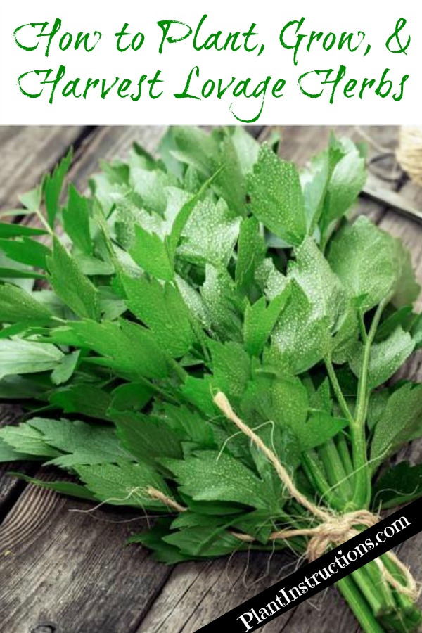 How to Grow Lovage