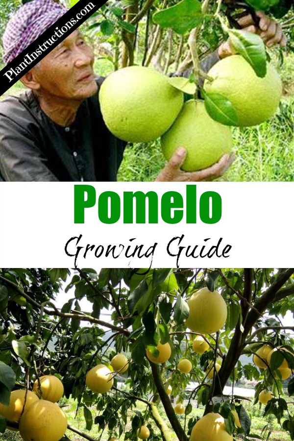 How to Grow Pomelo