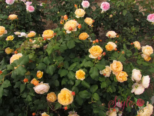 Roald Dahl roses