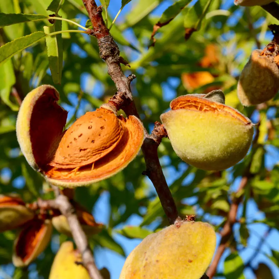 almond on tree